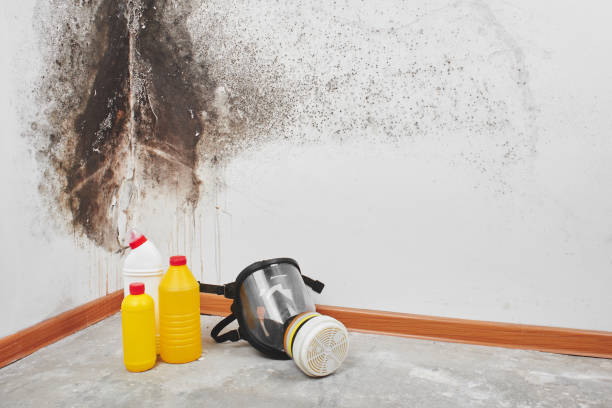 Best White Mold Remediation in Marine, IL