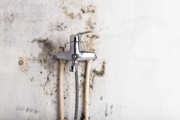  Marine, IL Mold Removal Pros