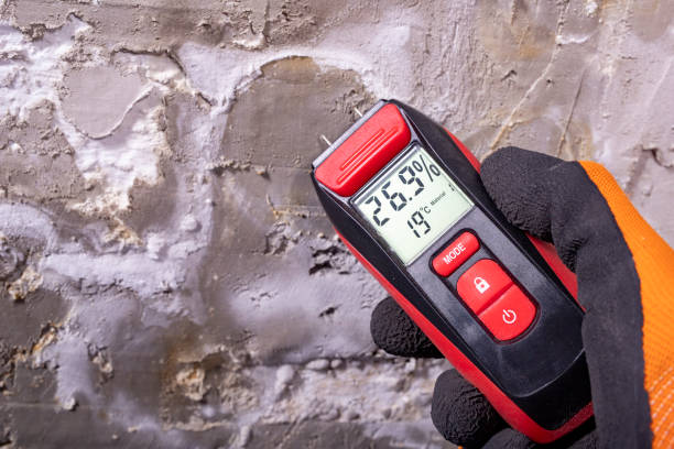Best Basement Mold Remediation in Marine, IL