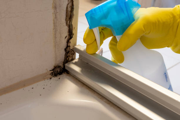 Best Localized Mold Remediation (e.g., coastal areas, humid climates) in Marine, IL