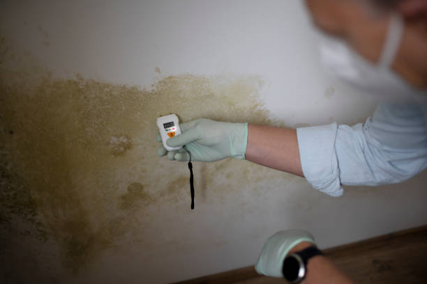 Best Black Mold Remediation in Marine, IL
