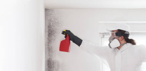 Best HVAC Mold Remediation in Marine, IL