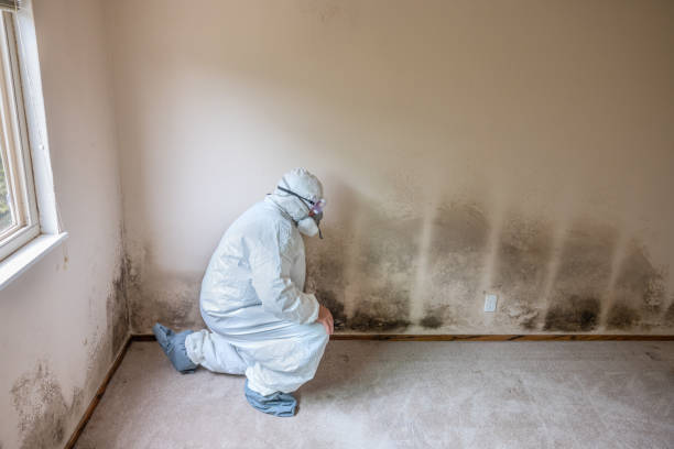 Best Bathroom Mold Remediation in Marine, IL