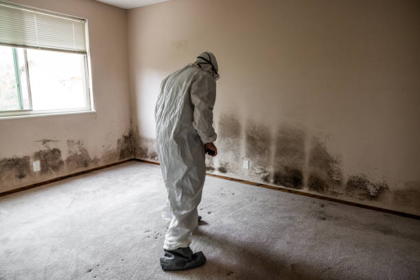 Best Attic Mold Remediation in Marine, IL