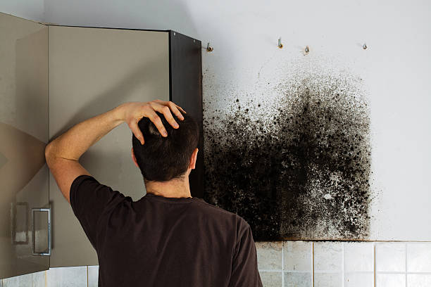 Trusted Marine, IL Mold Remediation Experts