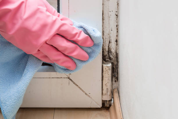 Best Health and Safety Mold Remediation in Marine, IL