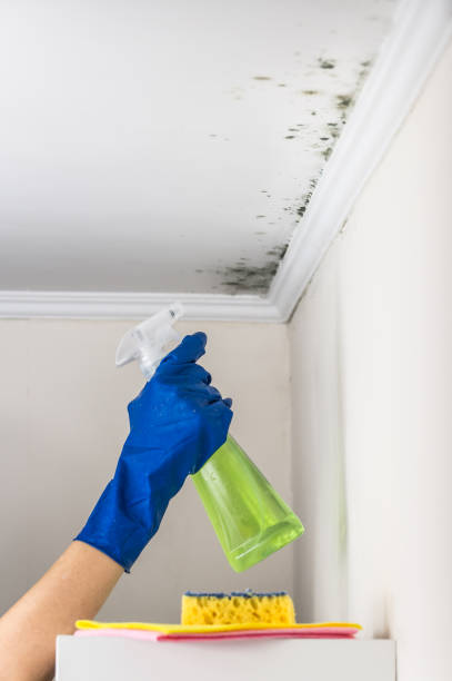 Best Residential Mold Remediation in Marine, IL